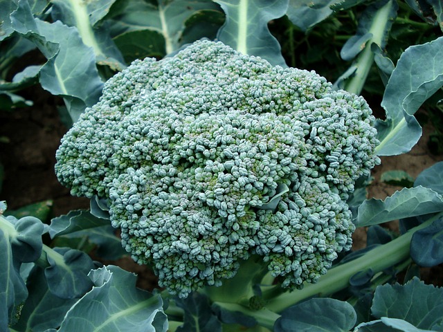 Health Benefits of Consuming Super food Broccoli